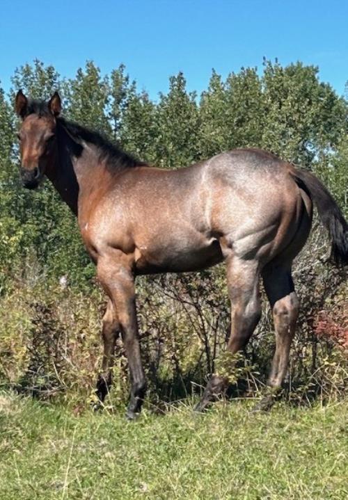#12 Name Pending - 14 May 25, AQHA, Gray (Bay Roan), Filly (Command Bars Hancock) X (Hawkeyes Dee Bar)